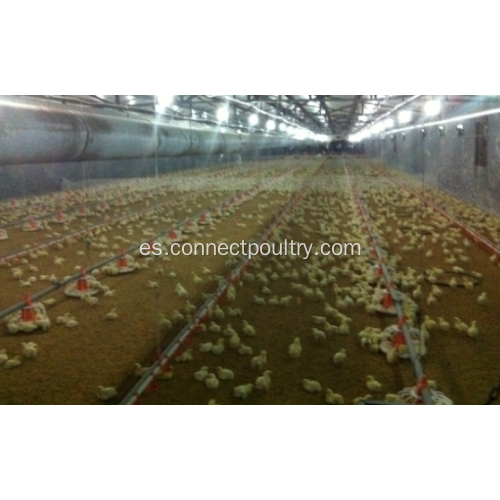 Línea automática de alimentación de pollos de engorde